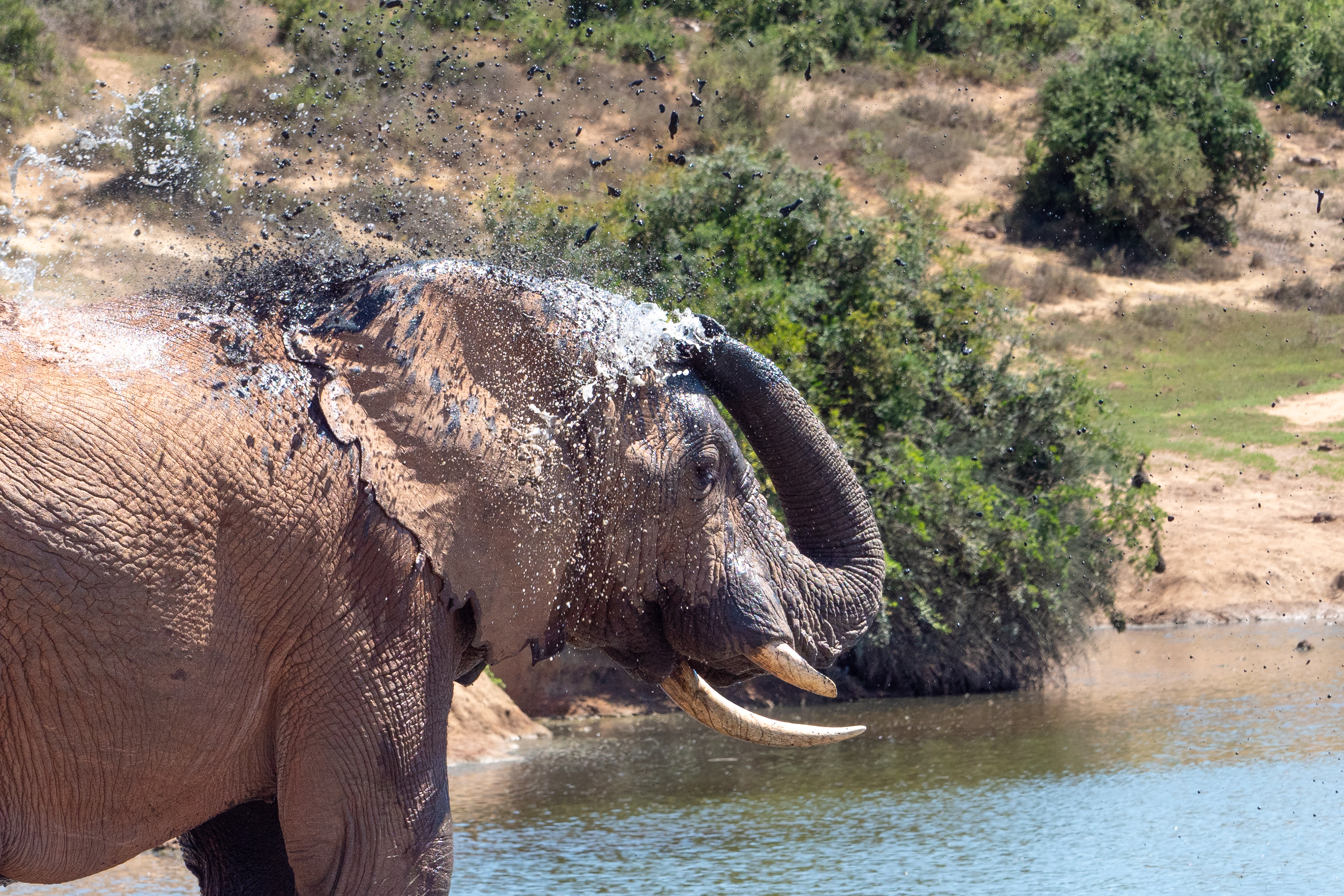 Afrikanischer Elefant